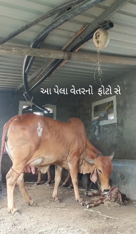 ગીરગાય વેસવાનીસ...