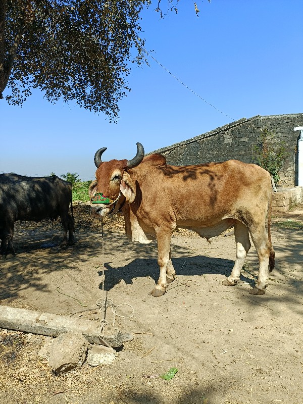 બળદ ની જોડી