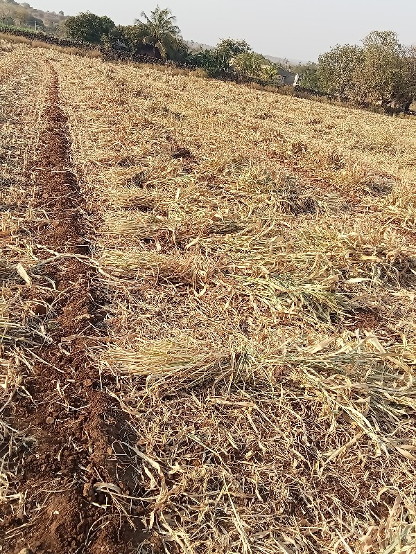 જુવાર નો ચારો વ...