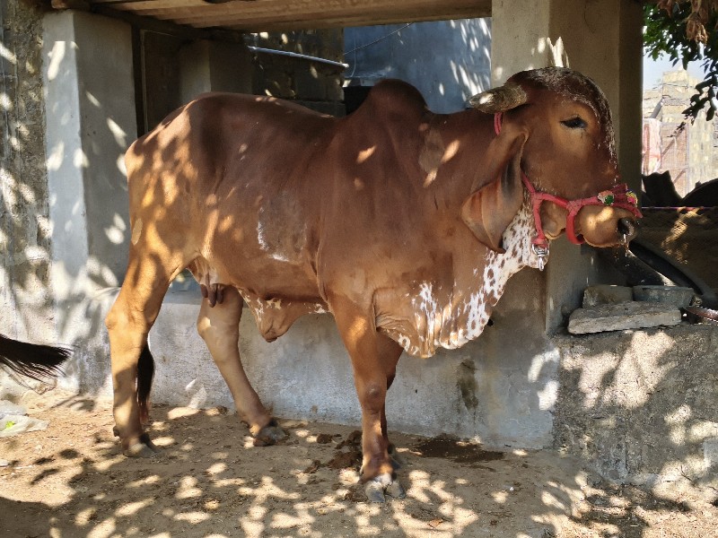 ગાય વેચવાની છે