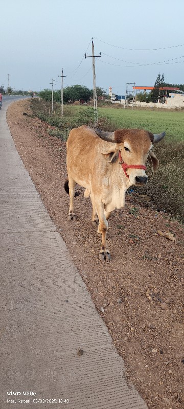 ગાય પાચાર દેસી...