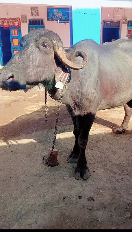 વીકે