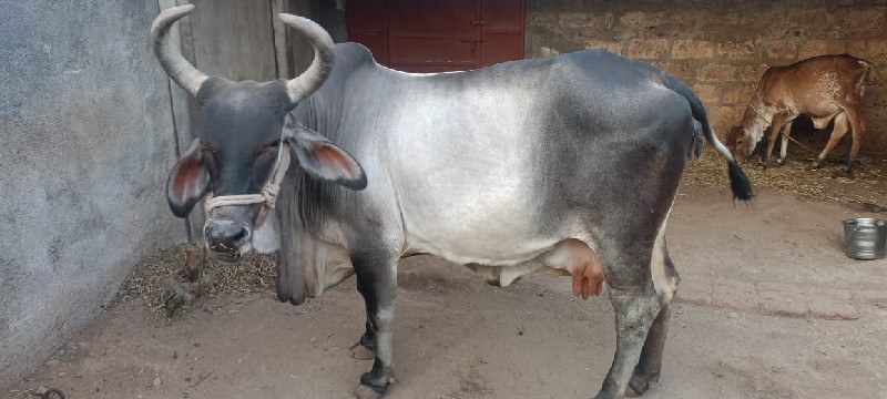 ગાય વેચવા  ની છ...