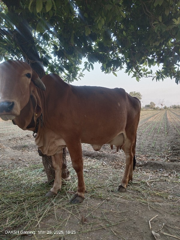 ઓડકિવેચવાનીછે