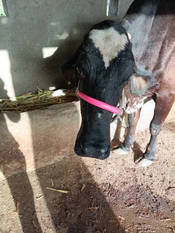 gir cross 
તાજી...