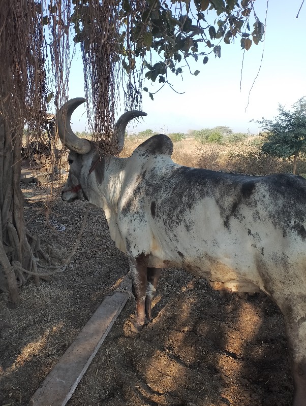 બળદ વેંચવાનો છે