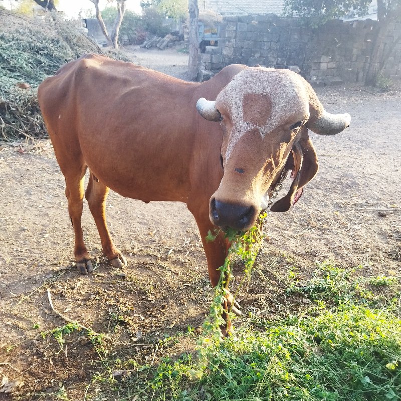 ગાય વેચવાની છે.