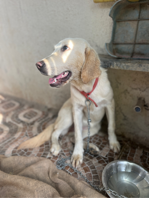 Leb female