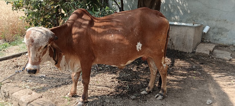 ગીર ગાય વેચવાની...