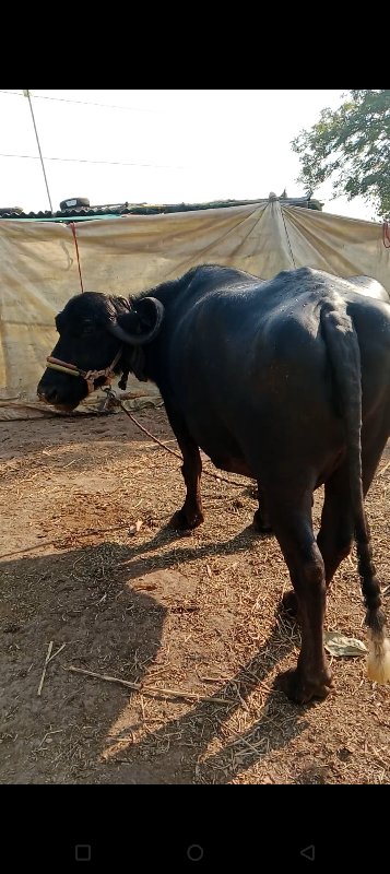 ભેંસ