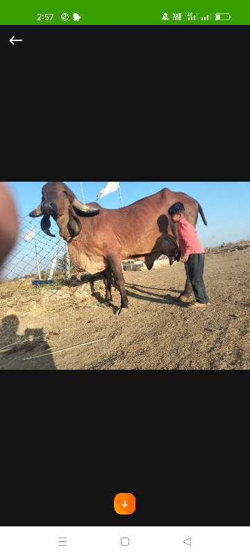 2ગાય દેવાની  છૅ