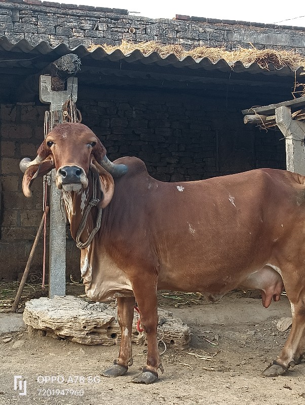 ગાય વેચવાની છે