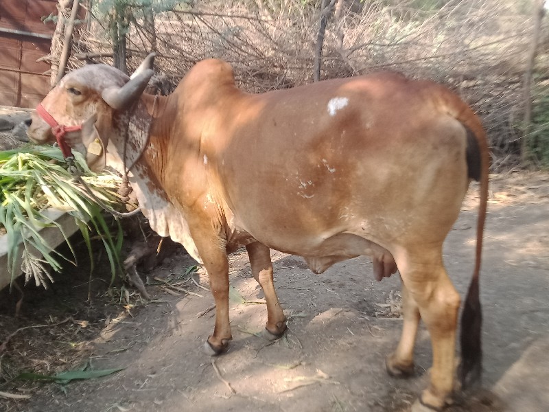 એક.તીજુ..દુધ.7....