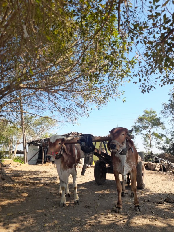 ગોઢલા દેવા,ના છ...