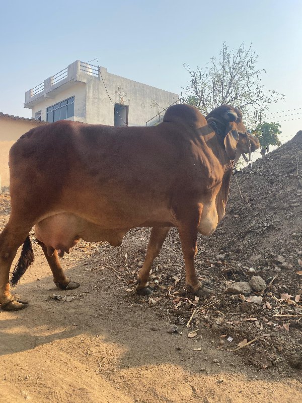 ગાય વેસવાની છે...