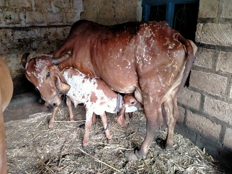 ગાય ગીર કાબરી