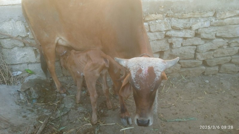 ગાય વેસવાની છે