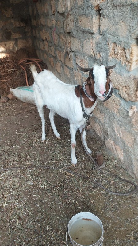 એક ધેટી એક ધેટુ...