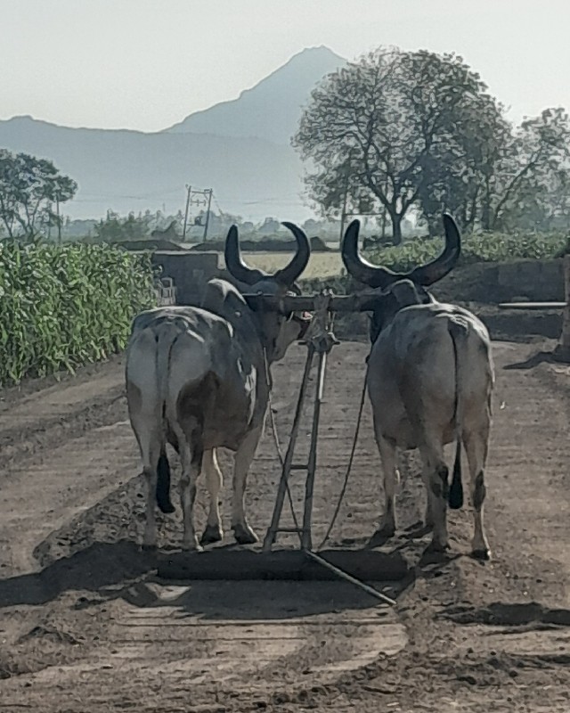 આ ભરત વેચવાના છ...