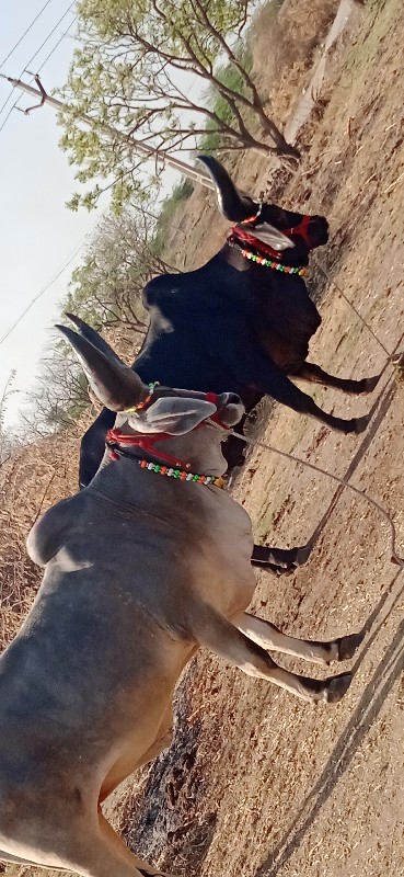 દેવીપુજક લે વેચ
