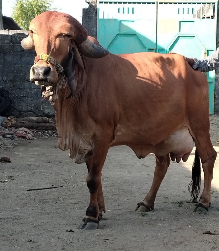 ગિર ગાય વેચવા ન...