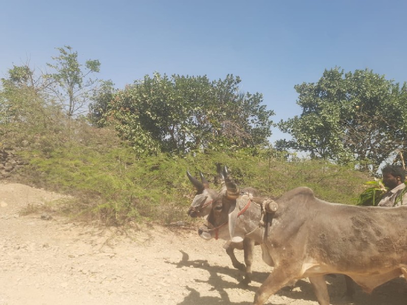 ગોડલા વેચવાના છ...