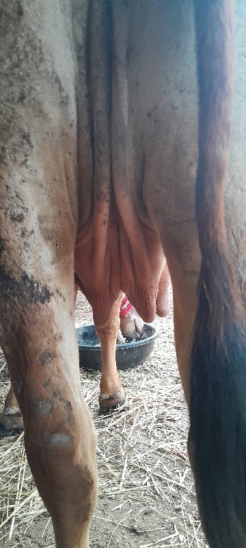 ગાય વેચવાનીછે ક...