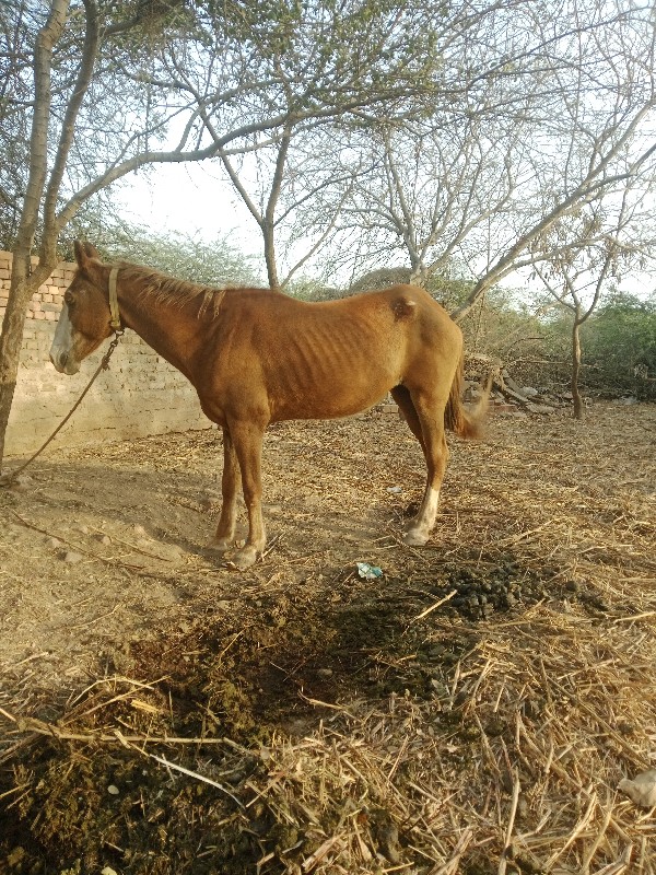 સાટા વશેરી લેવા...