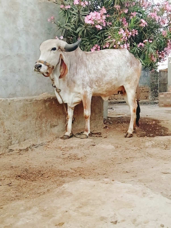 ગાય વેચવાની છે...