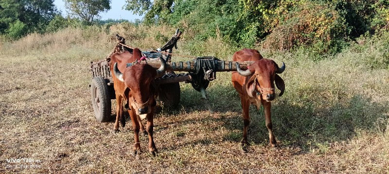 બળદ વેચવાના છે