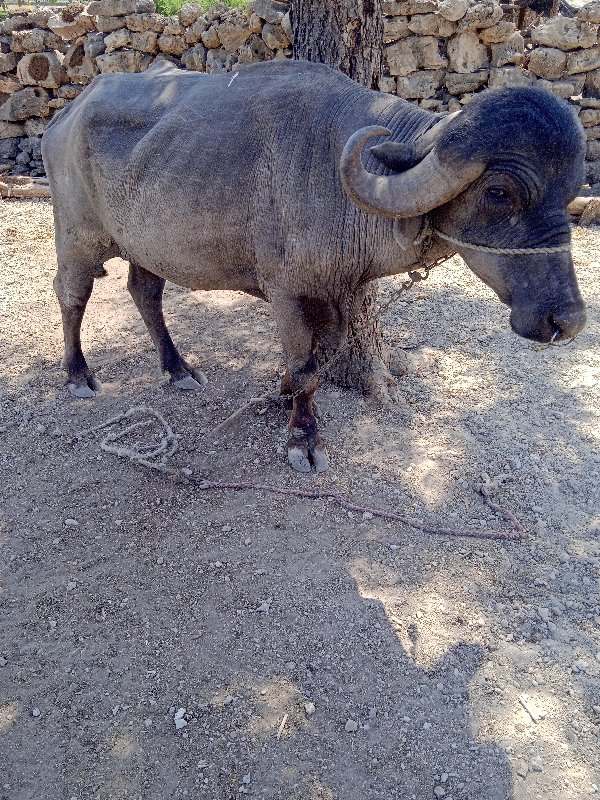 પાડો વેસવાનોછે