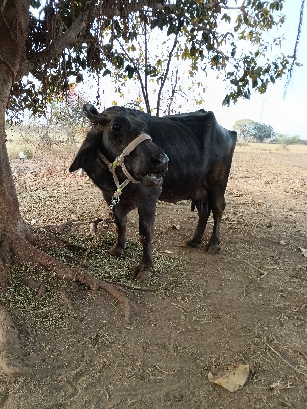 બે ભેંસો વેચવાન...