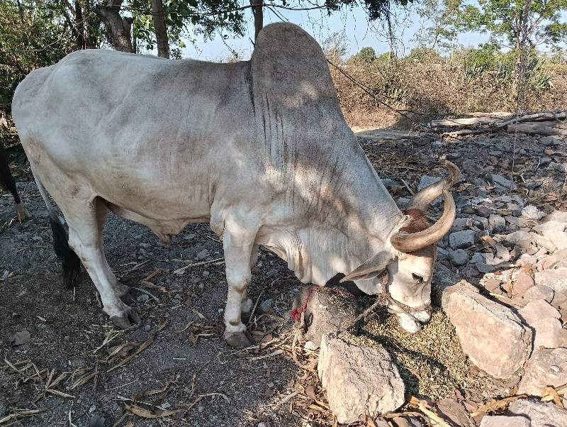 બળદ વેચવાનો છે