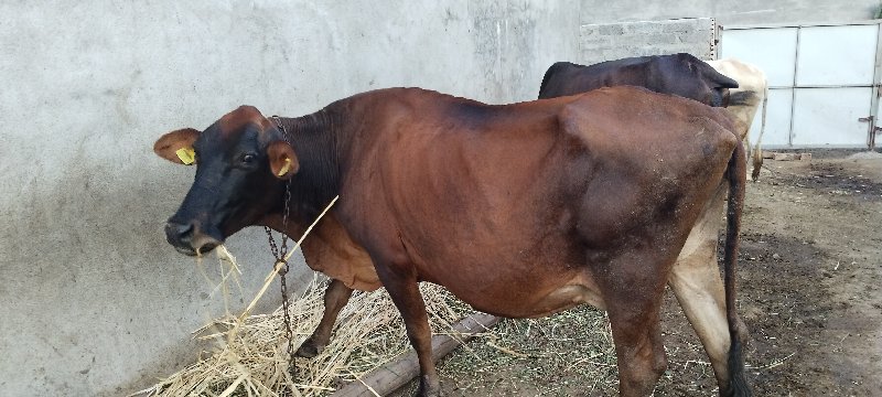 ગાય