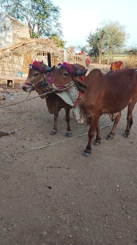 Jay bolo Dwarka