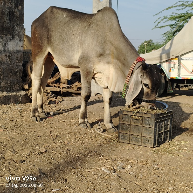 બળદ વેચવાના છે