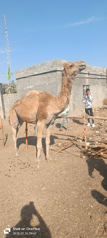 ઊંટદિ દેવાની સે