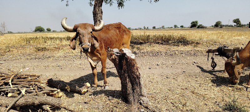 બળદ વેચવા ના છે