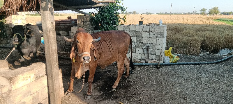 ગાય