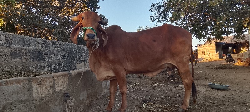 ગાય વેચવાની છે