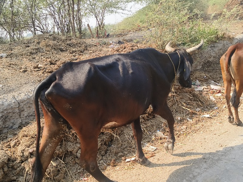 કાળી જર્સી વેચવ...