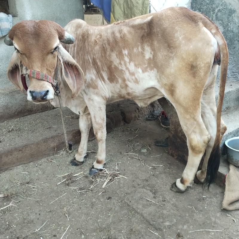 હોડકુ વેચવાનું...