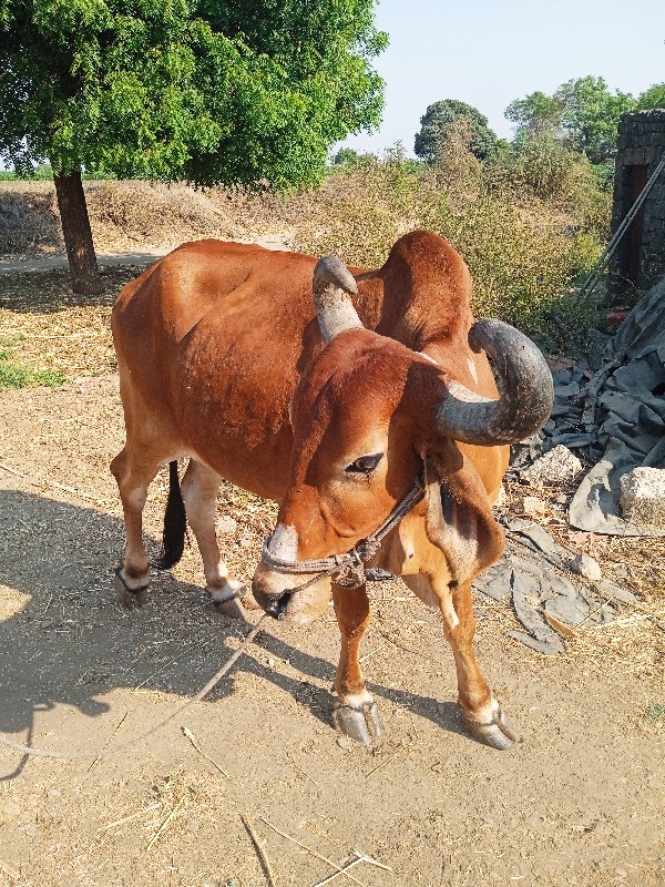 બળદ વેચવાના છે