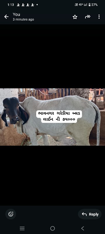 બ્લડ લાઈન ની ગી...