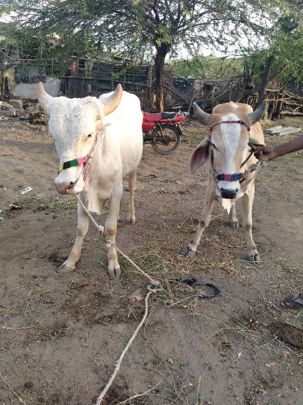 ગોઢલા વેચવાના છ...