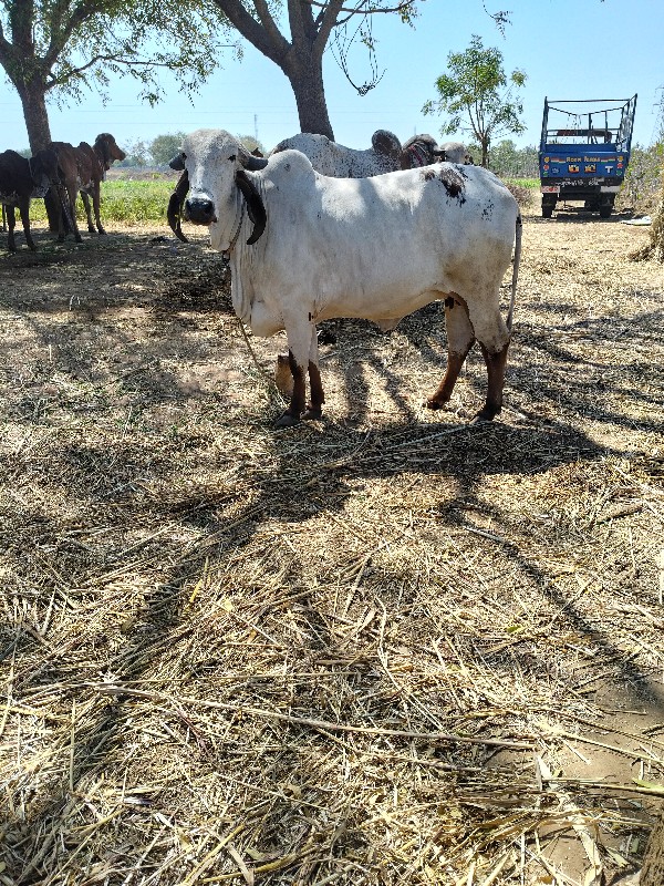 ગાય.વેશવાનીશે