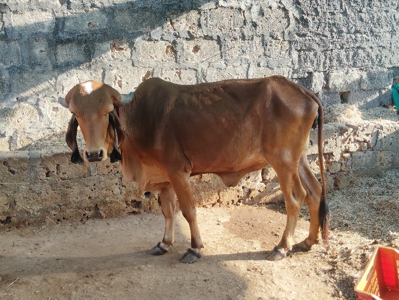 હોડકી વેસવાનીછે