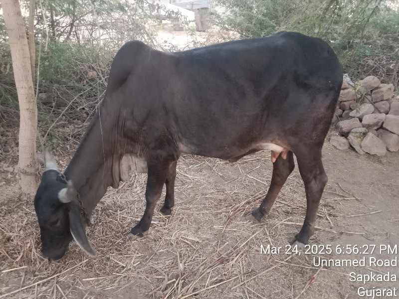 ગાય અને વાછરડી...