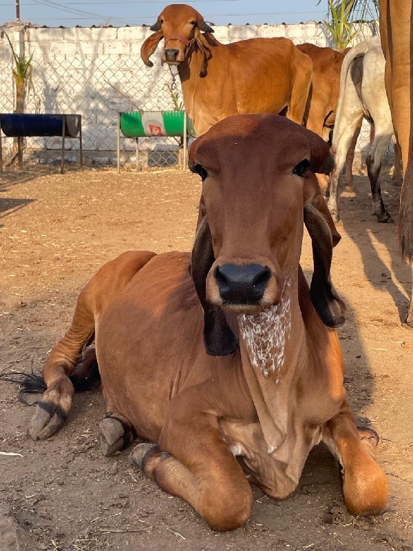 ગીર વાછડીઓ. વેચ...