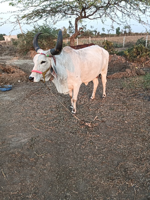 ગાય વેચવાની છે...